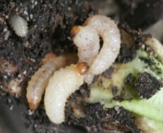Cluster of vine weevilbeetle larvae which feed on plant roots - eventually killing the plant unless controlled